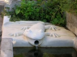 salamandre5